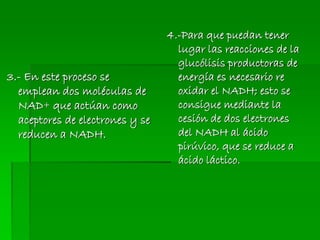 3.- En este proceso se
emplean dos moléculas de
NAD+ que actúan como
aceptores de electrones y se
reducen a NADH.
4.-Para que puedan tener
lugar las reacciones de la
glucólisis productoras de
energía es necesario re
oxidar el NADH; esto se
consigue mediante la
cesión de dos electrones
del NADH al ácido
pirúvico, que se reduce a
ácido láctico.
 
