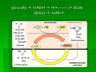 piruvato + NADH + H+-------> ácido
láctico + NAD+
 