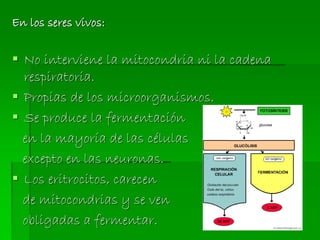 En los seres vivos:
 No interviene la mitocondria ni la cadena
respiratoria.
 Propias de los microorganismos.
 Se produce la fermentación
en la mayoría de las células
excepto en las neuronas.
 Los eritrocitos, carecen
de mitocondrias y se ven
obligadas a fermentar.
 