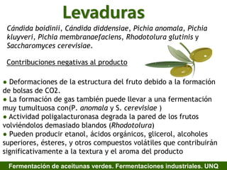 Levaduras
Cándida boidinii, Cándida diddensiae, Pichia anomala, Pichia
kluyveri, Pichia membranaefaciens, Rhodotolura glutinis y
Saccharomyces cerevisiae.
Contribuciones negativas al producto
● Deformaciones de la estructura del fruto debido a la formación
de bolsas de CO2.
● La formación de gas también puede llevar a una fermentación
muy tumultuosa con(P. anomala y S. cerevisiae )
● Actividad poligalacturonasa degrada la pared de los frutos
volviéndolos demasiado blandos (Rhodotolura)
● Pueden producir etanol, ácidos orgánicos, glicerol, alcoholes
superiores, ésteres, y otros compuestos volátiles que contribuirán
significativamente a la textura y el aroma del producto
Fermentación de aceitunas verdes. Fermentaciones industriales. UNQ
 