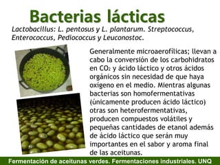 Bacterias lácticas
Lactobacillus: L. pentosus y L. plantarum. Streptococcus,
Enterococcus, Pediococcus y Leuconostoc.
Generalmente microaerofílicas; llevan a
cabo la conversión de los carbohidratos
en CO2 y ácido láctico y otros ácidos
orgánicos sin necesidad de que haya
oxígeno en el medio. Mientras algunas
bacterias son homofermentativas
(únicamente producen ácido láctico)
otras son heterofermentativas,
producen compuestos volátiles y
pequeñas cantidades de etanol además
de ácido láctico que serán muy
importantes en el sabor y aroma final
de las aceitunas.
Fermentación de aceitunas verdes. Fermentaciones industriales. UNQ
 