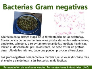 Bacterias Gram negativas
Aparecen en la primer etapa de la fermentación de las aceitunas.
Consecuencia de las contaminaciones producidas en las instalaciones,
ambiente, salmuera, y se evitan extremando las medidas higiénicas.
Inician el descenso del pH; no obstante, se debe evitar un profuso
desarrollo de los mismos, dado que pueden provocar alteraciones.
Las gram-negativos desaparecen a medida que se va acidificando más
el medio y dando lugar a las bacterias acido lácticas
Fermentación de aceitunas verdes. Fermentaciones industriales. UNQ
 