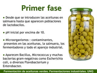 Primer fase
Fermentación de aceitunas verdes. Fermentaciones industriales. UNQ
● Desde que se introducen las aceitunas en
salmuera hasta que aparecen poblaciones
de lactobacilos.
● pH inicial por encima de 10.
● Microorganismos : contaminantes,
presentes en las aceitunas, la salmuera, los
fermentadores y todo el aparejo industrial.
● Aparecen Bacillus, Micrococcus y muchas
bacterias gram-negativas como Escherichia
coli, o diversos Flavobacterium y
Enterobacter.
 