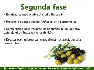 Segunda fase
● Empieza cuando el pH del medio llega a 6.
● Presencia de especies de Pediococcus y Leuconostoc.
● Comienzan a desarrollarse las bacterias acido lácticas,
bajando el pH hasta un valor de 4,5.
● Desaparecen microorganismos alterantes asociados a la
primera fase.
Fermentación de aceitunas verdes. Fermentaciones industriales. UNQ
 
