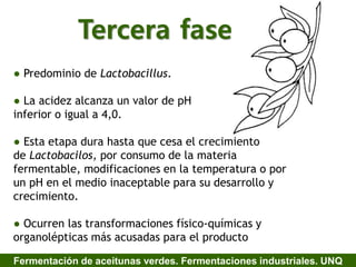 Tercera fase
● Predominio de Lactobacillus.
● La acidez alcanza un valor de pH
inferior o igual a 4,0.
● Esta etapa dura hasta que cesa el crecimiento
de Lactobacilos, por consumo de la materia
fermentable, modificaciones en la temperatura o por
un pH en el medio inaceptable para su desarrollo y
crecimiento.
● Ocurren las transformaciones físico-químicas y
organolépticas más acusadas para el producto
Fermentación de aceitunas verdes. Fermentaciones industriales. UNQ
 