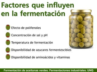 Factores que influyen
en la fermentación
Efecto de polifenoles
Concentración de sal y pH
Temperatura de fermentación
Disponibilidad de azucares fermentescibles
Disponibilidad de aminoácidos y vitaminas
Fermentación de aceitunas verdes. Fermentaciones industriales. UNQ
 