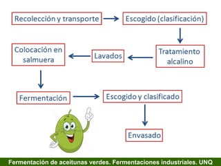 Fermentación de aceitunas verdes. Fermentaciones industriales. UNQ
 