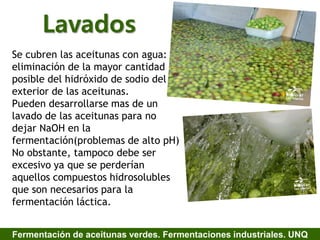 Lavados
Se cubren las aceitunas con agua:
eliminación de la mayor cantidad
posible del hidróxido de sodio del
exterior de las aceitunas.
Pueden desarrollarse mas de un
lavado de las aceitunas para no
dejar NaOH en la
fermentación(problemas de alto pH)
No obstante, tampoco debe ser
excesivo ya que se perderían
aquellos compuestos hidrosolubles
que son necesarios para la
fermentación láctica.
Fermentación de aceitunas verdes. Fermentaciones industriales. UNQ
 