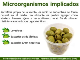 Microorganismos implicados
Fermentación de aceitunas verdes. Fermentaciones industriales. UNQ
Microflora propia del alimento, es decir, se encuentran de forma
natural en el medio. No obstante es posible agregar como
starters, biomasa ajena a las aceitunas con el fin de obtener
distintas características organolépticas.
Levaduras
Bacterias acido lácticas
Bacterias Gram negativas
 
