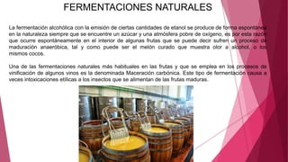 FERMENTACIONES NATURALES
La fermentación alcohólica con la emisión de ciertas cantidades de etanol se produce de forma espontánea
en la naturaleza siempre que se encuentre un azúcar y una atmósfera pobre de oxígeno, es por esta razón
que ocurre espontáneamente en el interior de algunas frutas que se puede decir sufren un proceso de
maduración anaeróbica, tal y como puede ser el melón curado que muestra olor a alcohol, o los
mismos cocos.
Una de las fermentaciones naturales más habituales en las frutas y que se emplea en los procesos de
vinificación de algunos vinos es la denominada Maceración carbónica. Este tipo de fermentación causa a
veces intoxicaciones etílicas a los insectos que se alimentan de las frutas maduras.
 