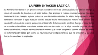 LA FERMENTACIÓN LÁCTICA
La fermentación láctica es un proceso celular anaeróbico donde se utiliza glucosa para obtener energía y
donde el producto de desecho es el ácido láctico. Este proceso lo realizan muchas bacterias (llamadas
bacterias lácticas), hongos, algunos protozoos y en los tejidos animales. En efecto, la fermentación láctica
también se verifica en el tejido muscular cuando, a causa de una intensa actividad motora, no se produce una
aportación adecuada de oxígeno que permita el desarrollo de la respiración aeróbica. Cuando el ácido láctico
se acumula en las células musculares produce síntomas asociados con la fatiga muscular. Algunas células,
como los eritrocitos, carecen de mitocondrias de manera que se ven obligadas a obtener energía por medio
de la fermentación láctica; por contra, las neuronas mueren rápidamente ya que no fermentan, y su única
fuente de energía es la respiración.
 