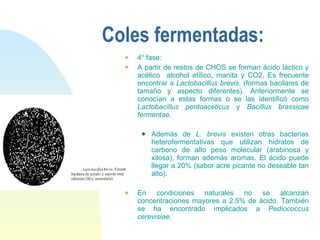 Coles fermentadas: 4° fase: A partir de restos de CHOS se forman ácido láctico y acético  alcohol etílico, manita y CO2. Es frecuente encontrar a  Lactobacillus brevis . (formas bacilares de tamaño y aspecto diferentes). Anteriormente se conocían a estas formas o se las identificó como  Lactobacillus pentoaceticus  y  Bacillus brassicae fermentae .  Además de  L. brevis  existen otras bacterias heterofermentativas que utilizan hidratos de carbono de alto peso molecular (arabinosa y xilosa), forman además aromas. El ácido puede llegar a 20% (sabor acre picante no deseable tan alto). En condiciones naturales no se alcanzan concentraciones mayores a 2.5% de ácido. También se ha encontrado implicados a  Pediococcus cerevisiae . 