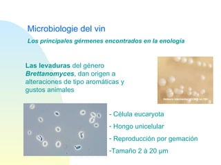 Microbiologie del vin Las levaduras  del género  Brettanomyces , dan origen a alteraciones de tipo aromáticas y gustos animales Los principales gérmenes encontrados en la enología - Célula eucaryota Hongo unicelular Reproducción por gemación Tamaño 2 à 20  µ m 