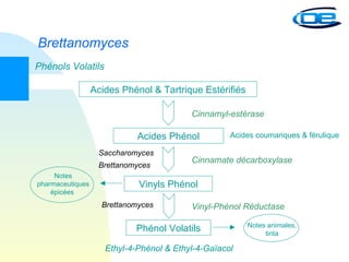 Brettanomyces Phénols Volatils Acides Phénol & Tartrique Estérifiés Acides Phénol Vinyls Phénol Phénol Volatils Cinnamyl-estérase Cinnamate décarboxylase Vinyl-Phénol Réductase Ethyl-4-Phénol & Ethyl-4-Gaïacol Acides coumariques & férulique Saccharomyces Brettanomyces Brettanomyces Notes pharmaceutiques épicées  Notes animales, tinta 