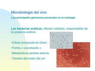 Microbiologie del vino Las bacterias acéticas , efectos nefastos, responsables de la picadura acética. Célula procaryota es Gram - Forma « coccobacilo » Métabolismo aerobio estricto Tamaño del orden del  µm Los principales gérmenes presentes en la enología 