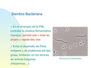 Siembra Bacteriana    En el arranque de la FML controlar la cinética fermentativa manejos:  permet une « mise au propre » rapide des vins    Evita el desarrollo de Flora indígena y de problemas del tipo grasa, limitación en los tenores de aminas biógenas (Histaminas…) Pediococcus et lactobacillus 