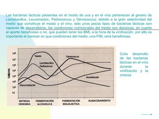 Las bacterias lácticas presentes en el mosto de uva y en el vino pertenecen al genero de Lactobacillus, Leuconostoc, Pediococcus y Oenococcus; debido a la gran selectividad del medio que constituye el mosto y el vino, solo unos pocos tipos de bacterias lácticas son capaces de desarrollarse, las condiciones nutricionales del medio son decisivas, en cuanto al aporte beneficioso o no, que pueden tener las BML a la hora de la vinificación, por ello es importante el conocer en que condiciones del medio, una FML será beneficiosa. Ciclo desarrollo de las bacterias lácticas en el vino durante la vinificación y la crianza 