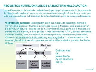 REQUISITOS NUTRICIONALES DE LA BACTERIA MALOLÁCTICA: La proliferación de la bacteria maloláctica depende principalmente de la presencia de  hidratos de carbono , pues es de quien obtiene energía al comienzo, pero son más las necesidades nutricionales de estas bacterias, para su correcto desarrollo. Hidratos de carbono :  Se degradan de 0,4 a 0,8 g/L de azúcares, siendo la mayor parte glucosa y fructosa, prefiriendo estas la fructosa; esto puede ser un problema, en estudios realizados se ha comprobado que parte de la fructosa se transforma en manitol, lo que genera 1 mol adicional de ATP, y escasa formación de ácido acético, pero un exceso de manitol produce la alteración por manitol, dando un  incremento de ácido acético y sabor agridulce . Los compuestos con enlaces glicosídicos del vino pueden ser todos ellos sustratos para las bacterias lácticas.  Distintas vías de fermentación de loa azucares por BL 