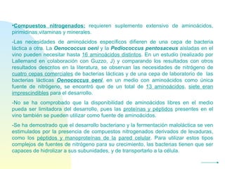 Compuestos nitrogenados:  requieren suplemento extensivo de aminoácidos, pirimidinas,vitaminas y minerales. -Las necesidades de aminoácidos específicos difieren de una cepa de bacteria láctica a otra. La  Oenococcus oeni  y la  Pediococcus pentosaceus  aisladas en el vino pueden necesitar hasta  16 aminoácidos distintos . En un estudio (realizado por Lallemand en colaboración con Guzzo, J) y comparando los resultados con otros resultados descritos en la literatura, se observan las necesidades de nitrógeno de  cuatro cepas comerciales  de bacterias lácticas y de una cepa de laboratorio de  las bacterias lácticas  Oenococcus oeni , en un medio con aminoácidos como única fuente de nitrógeno ,  se encontró que de un total de  13 aminoácidos ,  siete eran imprescindibles  para el desarrollo.  -No se ha comprobado que la disponibilidad de aminoácidos libres en el medio pueda ser limitadora del desarrollo, pues las  proteínas y péptidos  presentes en el vino también se pueden utilizar como fuente de aminoácidos.  -Se ha demostrado que el desarrollo bacteriano y la fermentación maloláctica se ven estimulados por la presencia de compuestos nitrogenados derivados de levaduras, como los  péptidos y manoproteínas de la   pared celular . Para utilizar estos tipos complejos de fuentes de nitrógeno para su crecimiento, las bacterias tienen que ser capaces de hidrolizar a sus subunidades, y de transportarlo a la célula. 