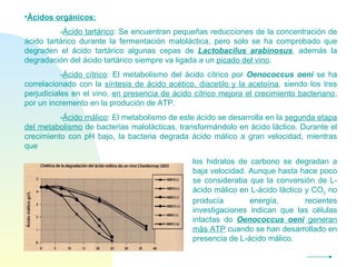 Ácidos orgánicos:   - Ácido tartárico : Se encuentran pequeñas reducciones de la concentración de ácido tartárico durante la fermentación maloláctica, pero solo se ha comprobado que degraden el ácido tartárico algunas cepas de  Lactobacilus arabinosus , además la degradación del ácido tartárico siempre va ligada a un  picado del vino . - Ácido cítrico : El metabolismo del ácido cítrico por  Oenococcus oeni  se ha correlacionado con la  síntesis de ácido acético, diacetilo y la acetoína , siendo los tres perjudiciales en el vino,  en presencia de ácido cítrico mejora el crecimiento bacteriano , por un incremento en la produción de ATP. - Ácido málico : El metabolismo de este ácido se desarrolla en la  segunda etapa del metabolismo  de bacterias malolácticas, transformándolo en ácido láctico. Durante el crecimiento con pH bajo, la bacteria degrada ácido málico a gran velocidad, mientras que los hidratos de carbono se degradan a baja velocidad. Aunque hasta hace poco se consideraba que la conversión de L-ácido málico en L-ácido láctico y CO 2  no producía energía, recientes investigaciones indican que las células intactas do  Oenococcus oeni  generan más ATP  cuando se han desarrollado en presencia de L-ácido málico. 