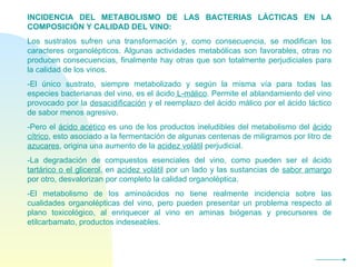 INCIDENCIA DEL METABOLISMO DE LAS BACTERIAS LÁCTICAS EN LA COMPOSICIÓN Y CALIDAD DEL VINO: Los sustratos sufren una transformación y, como consecuencia, se modifican los caracteres organolépticos. Algunas actividades metabólicas son favorables, otras no producen consecuencias, finalmente hay otras que son totalmente perjudiciales para la calidad de los vinos. -El único sustrato, siempre metabolizado y según la misma vía para todas las especies bacterianas del vino, es el ácido  L-málico . Permite el ablandamiento del vino provocado por la  desacidificación  y el reemplazo del ácido málico por el ácido láctico de sabor menos agresivo. -Pero el  ácido acético  es uno de los productos ineludibles del metabolismo del  ácido cítrico , esto asociado a la fermentación de algunas centenas de miligramos por litro de  azucares , origina una aumento de la  acidez volátil  perjudicial. -La degradación de compuestos esenciales del vino, como pueden ser el ácido  tartárico o el glicerol , en  acidez volátil  por un lado y las sustancias de  sabor amargo  por otro, desvalorizan por completo la calidad organoléptica. -El metabolismo de los aminoácidos no tiene realmente incidencia sobre las cualidades organolépticas del vino, pero pueden presentar un problema respecto al plano toxicológico, al enriquecer al vino en aminas biógenas y precursores de etilcarbamato, productos indeseables.  