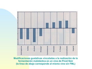 Modificaciones gustativas vinculadas a la realización de la fermentación maloláctica en un vino de Pinot Noir (la línea de abajo corresponde al mismo vino sin FML) 