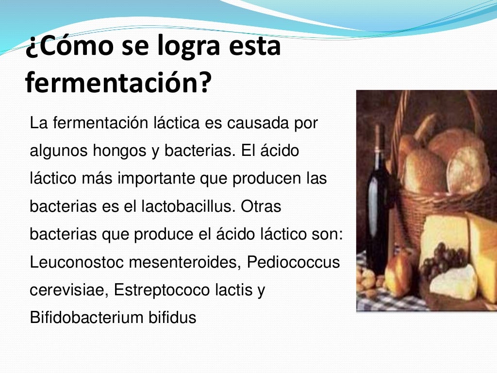 Fermentacion lactica Fermentacion lactica
