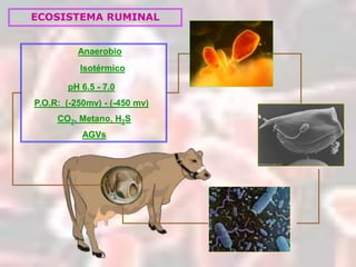 Microfauna Rumenala Fermentacion ruminal especializacion | PPTX