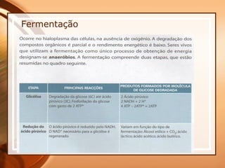 Fermentação 