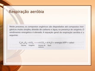 Respiração aeróbia 