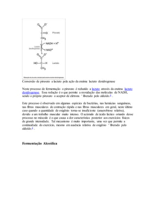 Conversão de piruvato a lactato pela ação da enzima lactato desidrogenase 
Neste processo de fermentação o piruvato é reduzido a lactato através da enzima lactato 
desidrogenase. Essa redução é o que permite a reoxidação das moléculas de NADH, 
sendo o próprio piruvato o aceptor de elétrons + liberado pelo aldeído.4 . 
Este processo é observado em algumas espécies de bactérias, nas hemácias sanguíneas, 
nas fibras musculares de contração rápida e nas fibras musculares em geral, neste último 
caso quando a quantidade de oxigênio torna-se insuficiente (anaerobiose relativa), 
devido a um trabalho muscular muito intenso. O acúmulo de ácido láctico oriundo desse 
processo no músculo é o que causa a dor característica posterior aos exercícios físicos 
de grande intensidade. Tal mecanismo é muito importante, uma vez que permite a 
continuidade do exercício, mesmo em ausência relativa de oxigênio + liberado pelo 
aldeído.4 . 
Fermentação Alcoólica 
 