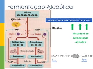 Fermentação Alcoólica
Glicose + 2 ADP + 2P 2 Etanol + 2 CO2 + 2 ATP
Resultados da
Fermentação
alcoólica
Glicólise
 