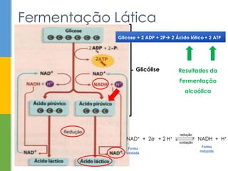 Fermentação Lática
Resultados da
Fermentação
alcoólica
Glicólise
Glicose + 2 ADP + 2P 2 Ácido lático + 2 ATP
 