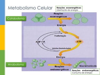 Metabolismo Celular
Catabolismo
Anabolismo
i
Reações exoenergéticas:
Libertação de energia
Reações endoenergéticas:
Consumo de energia
 