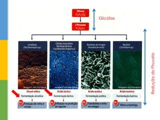 Glicólise
ReduçãodoPiruvato
 
