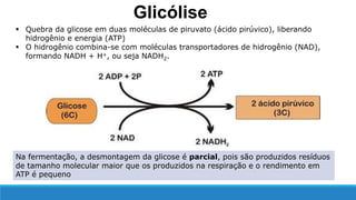Na fermentação, a desmontagem da glicose é parcial, pois são produzidos resíduos
de tamanho molecular maior que os produzidos na respiração e o rendimento em
ATP é pequeno
 Quebra da glicose em duas moléculas de piruvato (ácido pirúvico), liberando
hidrogênio e energia (ATP)
 O hidrogênio combina-se com moléculas transportadores de hidrogênio (NAD),
formando NADH + H+, ou seja NADH2.
Glicólise
 