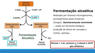 Fermentação alcoólica
Realizado por diversos microrganismos,
principalmente pelas leveduras
(fungos) Saccharomyces cerevisiae
– usado em fermento biológico,
produção de álcool em cervejas e
vinhos, cachaça...
Glicose = 2 ác. pirúvico = 2 etanol e 2ATP
gás carbônico
 