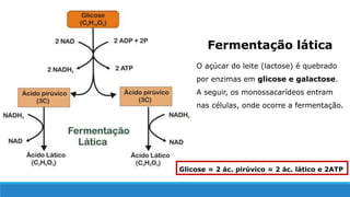 O açúcar do leite (lactose) é quebrado
por enzimas em glicose e galactose.
A seguir, os monossacarídeos entram
nas células, onde ocorre a fermentação.
Fermentação lática
Glicose = 2 ác. pirúvico = 2 ác. lático e 2ATP
 