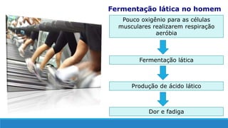 Fermentação lática no homem
Pouco oxigênio para as células
musculares realizarem respiração
aeróbia
Fermentação lática
Produção de ácido lático
Dor e fadiga
 