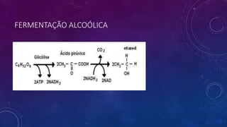 FERMENTAÇÃO ALCOÓLICA
 