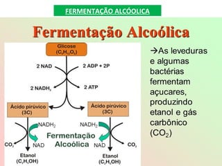 FERMENTAÇÃO ALCÓOLICA
 