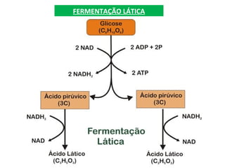FERMENTAÇÃO LÁTICA
 