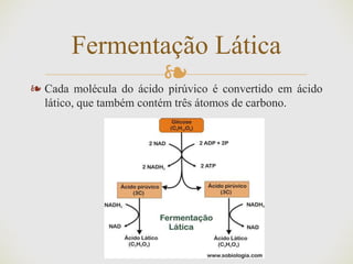 ❧❧ Cada molécula do ácido pirúvico é convertido em ácido
lático, que também contém três átomos de carbono.
Fermentação Lática
 