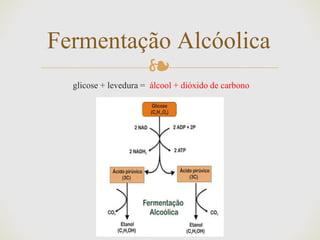 ❧
Fermentação Alcóolica
glicose + levedura = álcool + dióxido de carbono
 