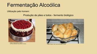 Fermentação Alcoólica
Utilização pelo homem:
Imagem: ShadowWolf13 / Creative
Commons Attribution-Share Alike 2.0 Generic
Imagem: Bangin / GNU Free Documentation License
Produção de pães e bolos - fermento biológico
 