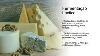 Fermentação
Láctica
• Realizada por bactérias do
leite, é empregada na
preparação de iogurtes e
queijos;
• Também ocorre em nossos
músculos em situações de
grande esforço físico;
• Também rende 2 ATPs por
molécula de glicose.
 