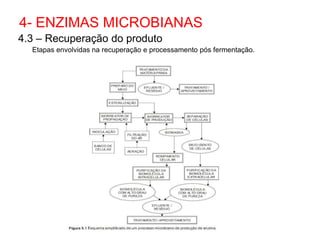 4.3 – Recuperação do produto
Etapas envolvidas na recuperação e processamento pós fermentação.
4- ENZIMAS MICROBIANAS
 