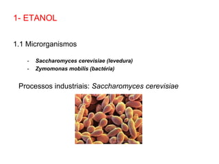 1- ETANOL
1.1 Microrganismos
- Saccharomyces cerevisiae (levedura)
- Zymomonas mobilis (bactéria)
Processos industriais: Saccharomyces cerevisiae
 