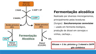 Fermentação alcoólica
Realizado por diversos microrganismos,
principalmente pelas leveduras
(fungos) Saccharomyces cerevisiae
– usado em fermento biológico,
produção de álcool em cervejas e
vinhos, cachaça...
Glicose = 2 ác. pirúvico = 2 etanol e 2ATP
gás carbônico
 