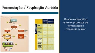 Quadro comparativo
entre os processos de
fermentação e
respiração celular
 